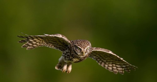 Steinkauz /Athene noctua) flying, departure from Zaunpfahl, Teutoburger Wald, Osnabrücker Land,