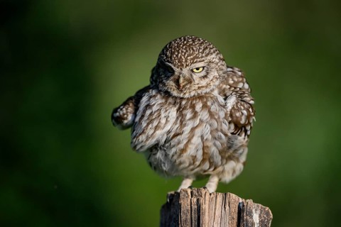 Little owl (Athene noctua) on fence post, fluffed up up, Teutoburg Forest, Osnabrücker Land, Lower