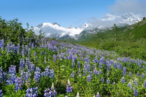 Picturesque landscape on the Richardson Highway, blooming Alaskan lupines (Lupinus nootkatensis),