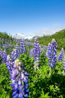 Picturesque landscape on the Richardson Highway, blooming Alaskan lupines (Lupinus nootkatensis),