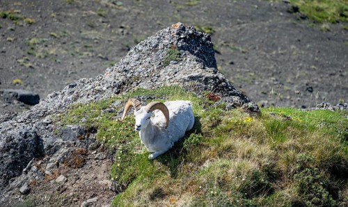 Dall sheep or Alaskan snow sheep (Ovis dalli) sitting on a rocky outcrop in the mountains, Denali