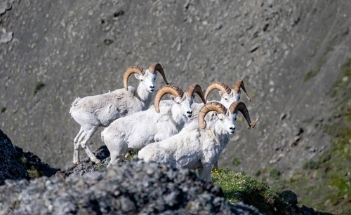Dall sheep or Alaskan snow sheep (Ovis dalli) on a rocky outcrop in the mountains, Denali National
