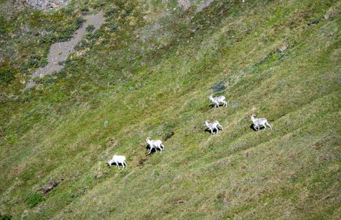 Dall sheep or Alaskan snow sheep (Ovis dalli) in a meadow in the mountains, Denali National Park