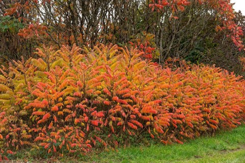 Vinegar trees (Rhus typhina) in their autumn colours, Franconia, Bavaria, Germany