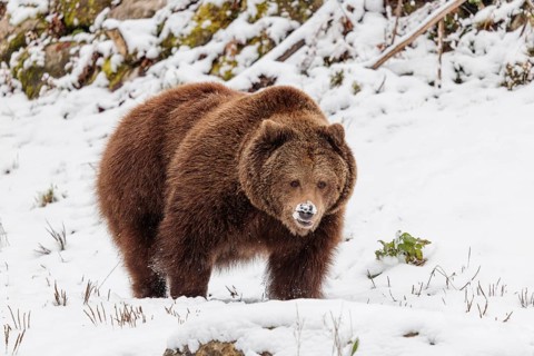 A Eurasian brown bear (Ursus arctos arctos) runs across a snow-covered meadow in hilly terrain.