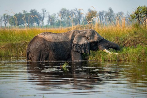 African elephant (Loxodonta africana) grazing in the swamp, Xakanaxa Lagoon, Okavango Delta, Moremi