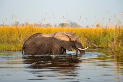 African elephant (Loxodonta africana) in the swamp, Xakanaxa Lagoon, Okavango Delta, Moremi Game