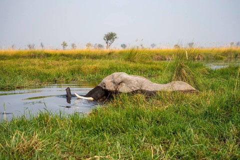 African elephant (Loxodonta africana) swimming in the swamp, Xakanaxa Lagoon, Okavango Delta,