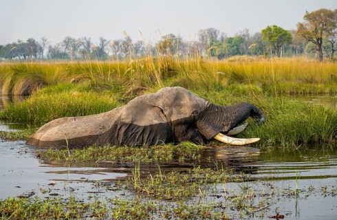 African elephant (Loxodonta africana) swimming in the swamp, grazing, Xakanaxa Lagoon, Okavango