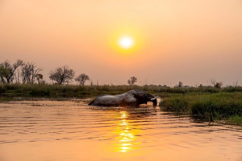 African elephant (Loxodonta africana) swimming in the swamp, at sunset, Xakanaxa Lagoon, Okavango