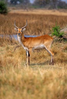 Letschwe or lychee moor antelope (Kobus leche), adult male, Xakanaxa, Okavango Delta, Moremi Game