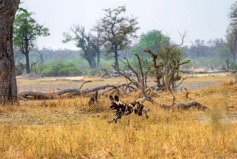 African wild dog (Lycaon pictus) running, hunting, Xakanaxa, Okavango Delta, Moremi Game Reserve,