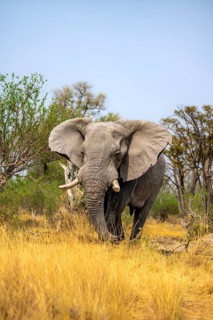 Elephant (Loxodonta africana) in dry grass, bull, Xakanaxa, Moremi Game Reserve, Botswana