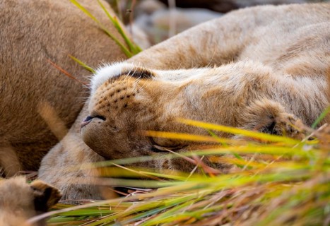 Lion (Panthera Leo) young lion lying asleep in the grass, Xakanaxa, Moremi Game Reserve, Botswana
