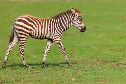 A Grant's zebra foal (Equus quagga boehmi) runs across a green meadow on a sunny day. East Africa