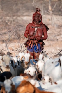 Himba woman taking care of goats, traditional Himba village, Kaokoveld, Kunene, Namibia