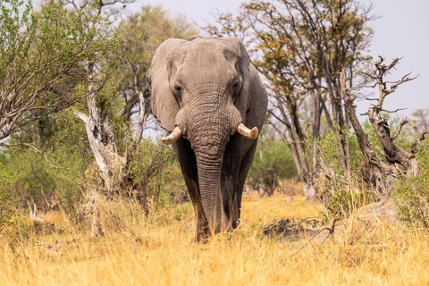 Elephant (Loxodonta africana) in dry grass, bull, Xakanaxa, Moremi Game Reserve, Botswana