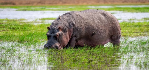 Hippopotamus (Hippopatamus amphibius), grazing in the shallow water of a lake, Okavango Delta,