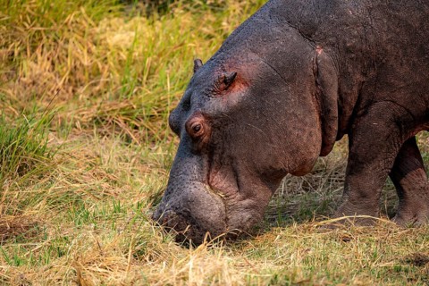 Hippopotamus (Hippopatamus amphibius), grazing in a meadow, animal portrait, Okavango Delta, Moremi