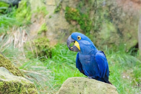 A hyacinth macaw (Anodorhynchus hyacinthinus) sits on a rock lying on a green meadow. Central and