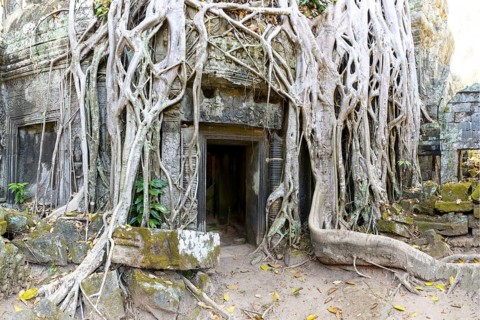 Tetrameles (Tetrameles nudiflora), tree conquers with its roots the ruins of the temple complex of
