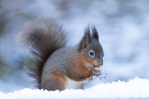 Red squirrel (Sciurus vulgaris) adult animal feeding on a hazel nut in snow in winter, England,