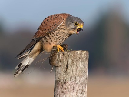 Kestrel (Falco tinnunculus) chokes out pellets and has a captured mouse in its claws, Berlin,