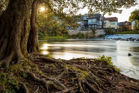 A quiet river with trees and roots in the foreground, while old buildings stand in the background