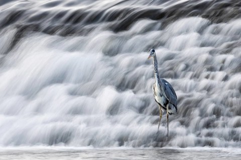 A heron stands at the foot of a rushing waterfall, A grey heron (Ardea cinerea) stands in the weir