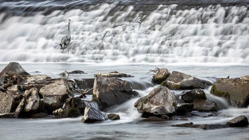 A grey heron (Ardea cinerea) stands at the waterfall in a rocky environment in the weir of Marburg