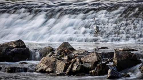 Heron in front of a large waterfall with rocks in the foreground, A grey heron (Ardea cinerea)