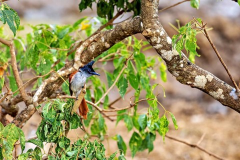 Exotic bird on a tree branch with green leaves against a soft background, Indian paradise