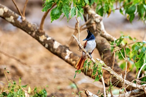 Exotic bird sitting on a branch surrounded by green leaves and a blurred background, Indian