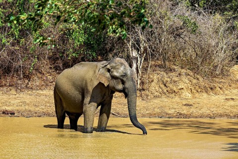 An elephant bathes in a muddy waterhole, surrounded by vegetation, the sun shines through, Sri