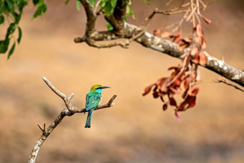Green bird on a branch next to dry leaves with natural background, Asian Green Bee-eater (Merops