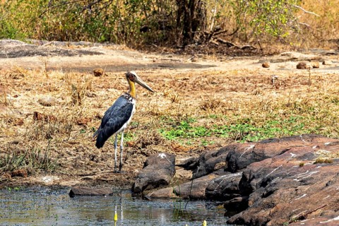 A stork stands at the edge of a small body of water surrounded by dry grasses and rocks, Lesser