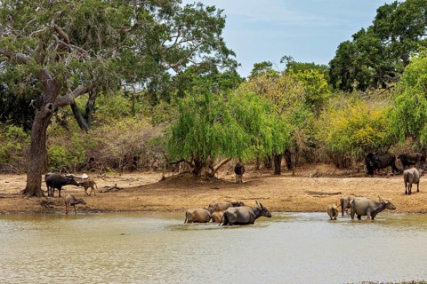 Buffalo herd at the water surrounded by trees, a living natural environment, water buffalo (Bubalus