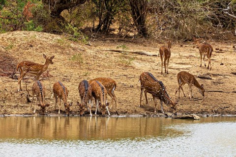 Herd of deer drinking on a barren sandy bank near bushes, Axis deer (Chital) at a waterhole in Yala