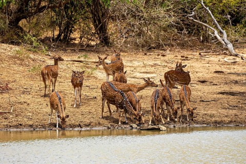 Several deer gather to drink on a bank in a wooded area, Axis deer (Chital) at a waterhole in Yala