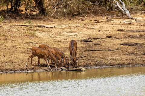 Four deer drinking at the edge of a small body of water near the tree line, Axis deer (Chital) at a