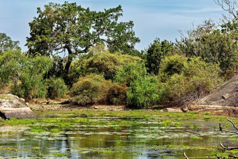 An idyllic pond with dense vegetation and trees that surround the quiet shore, The landscape of Sri