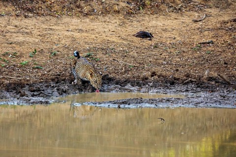 A leopard drinks at a waterhole and is reflected in the water, Sri Lanka leopards (Panthera pardus