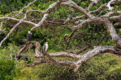 Two eagles perched on wide branches of a branchy tree in the green forest, White-bellied Sea Eagle