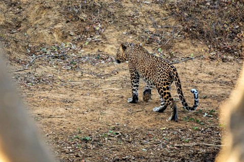 A leopard walks on earthy ground in a natural environment, Sri Lanka leopards (Panthera pardus