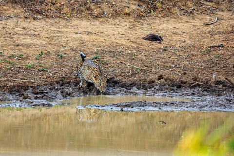 A leopard drinking at a waterhole in a natural environment, Sri Lanka leopards (Panthera pardus