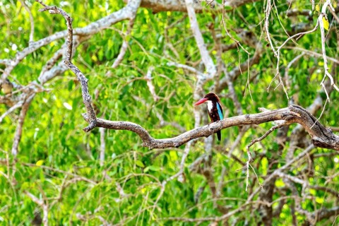 A bird sits on a branch in a lush green forest, White-throated Kingfisher (Halcyon smyrnensis) in