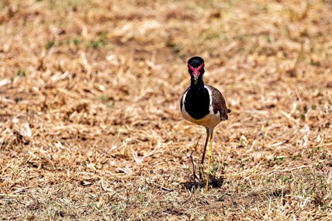 A bird stands on dry grass in a natural environment, red lapwing (Vanellus indicus) in Yala