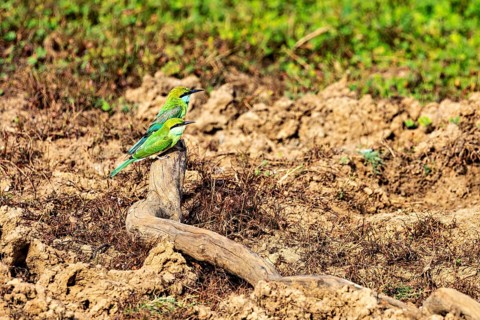 Two birds with green and yellow plumage sitting on a branch in an earthy landscape, Asian green
