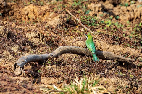 A bird with green plumage sits on a branch in an earthy environment, Asian green bee-eater (Merops