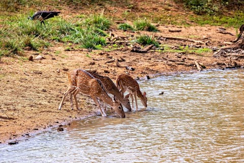 Three deer bend down to drink at a small natural water reservoir, Axis deer (Chital) at a waterhole